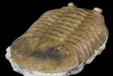 Asaphus Latus Trilobite With Exposed Hypostome - Russia #165446-3